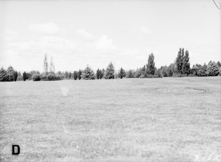 Trees near Parliament House.