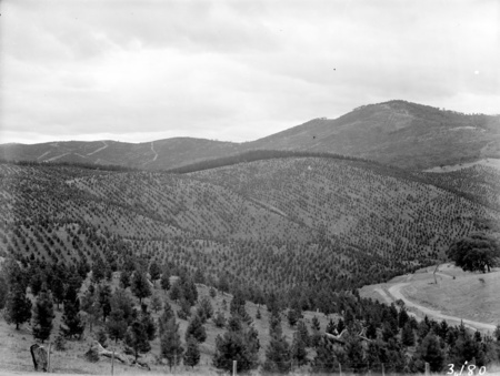 Pierces Creek pine plantation.