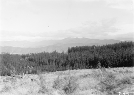 Pine plantation Mount Stromlo.