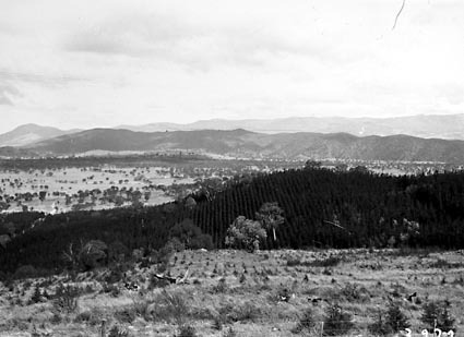 Pine plantation,Mount Stromlo