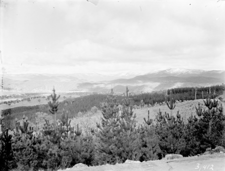 Mount Stromlo Pine plantation looking towards the Brindabellas.