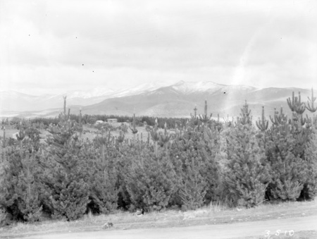Views across Mt. Stromlo pine plantation to snow covered Brindabella mountains.