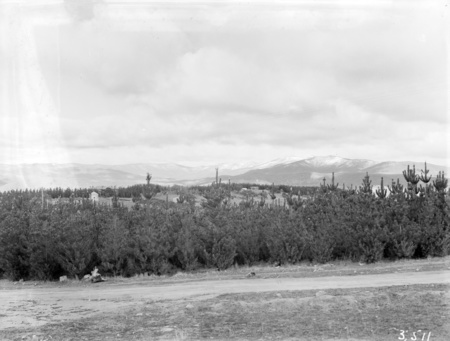 Views across Mt.Stromlo pine plantation to snow covered Brindabella mountains.