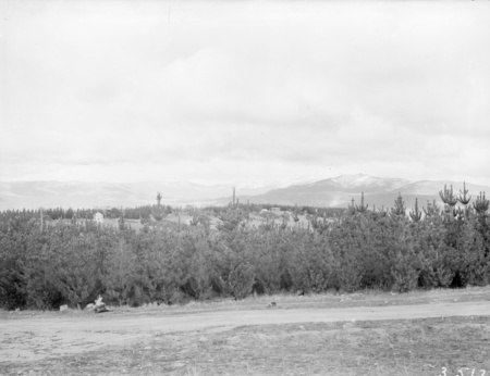 Views across Mt.Stromlo pine plantation to snow covered Brindabella mountains.