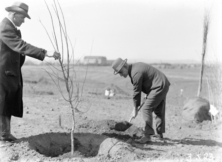 Tree planting ceremony in Brisbane Avenue by members of the Commercial Travellers Association.