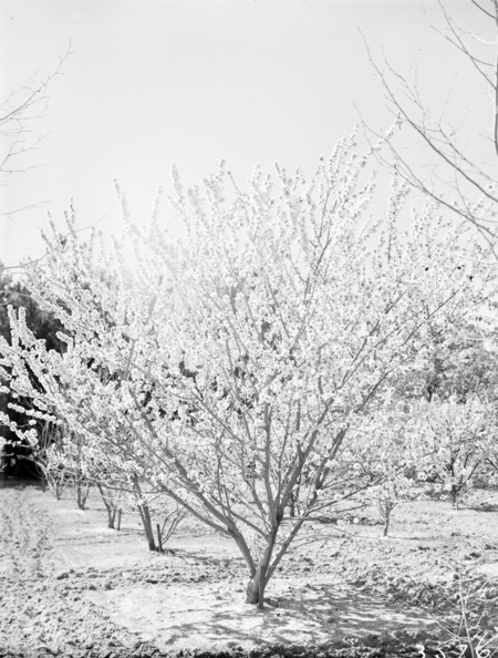 Flowering peach trees in blossom, Yarralumla.