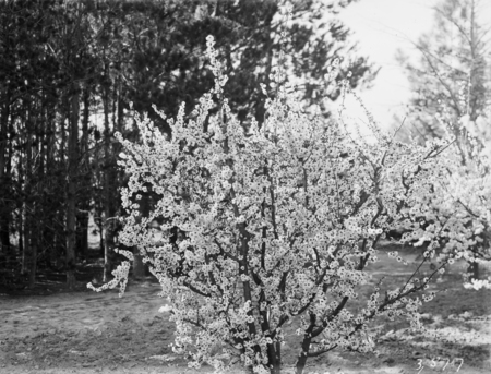 Flowering peach trees in blossom, Yarralumla.