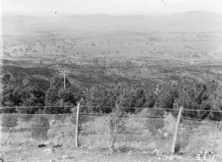 Pine plantation Mount Stromlo
