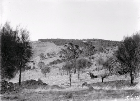 Landscape near Mount Stromlo, showing pine plantation.