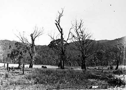Unidentified lansdcape, Forestry Camp Mount Coree