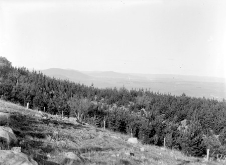 Pine plantation,Mt Stromlo