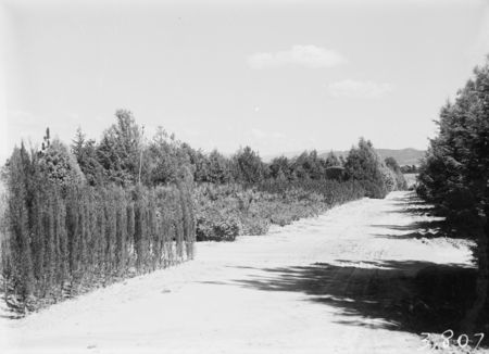 Young trees of various kinds at Yarralumla nursery.