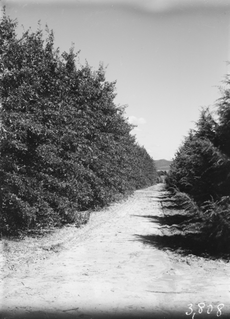 Young trees of various kinds at Yarralumla nursery.
