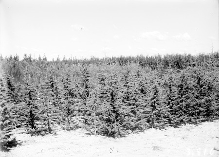 Young pine  trees  at Yarralumla nursery