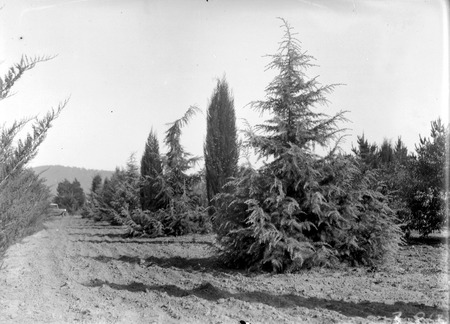 Yarralumla Nursery,mature trees
