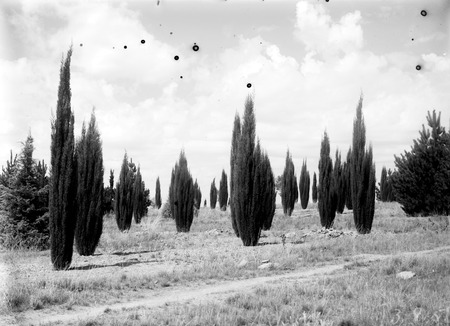 Roman cyprus trees on City Hill