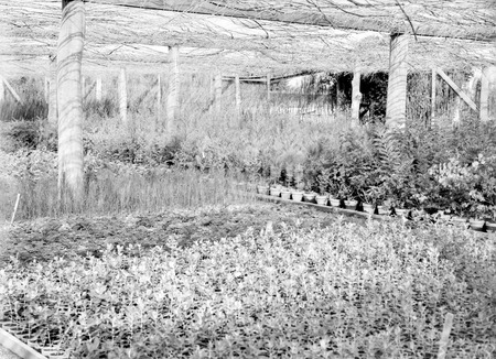 Shade House, Yarralumla nursery,raising eucalyptus trees
