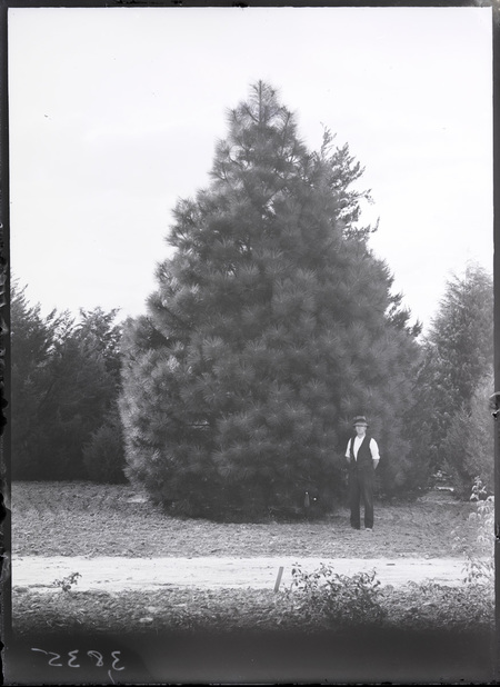 Yarralumla Nursery, fine specimen of a pine tree.