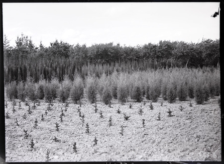 Trees at Yarralumla Nursery.
