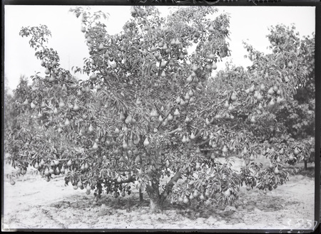 Heavily laden pear tree at Yarralumla Nursery.