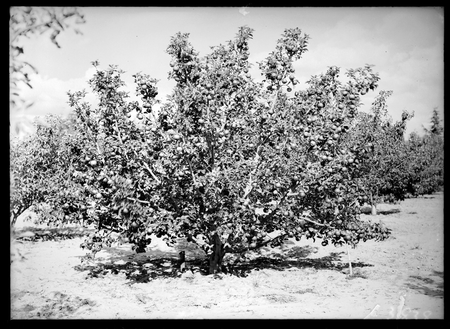 Heavily laden apple tree at Yarralumla Nursery.