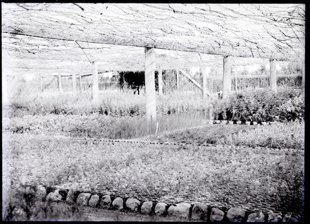 Shade House at Yarralumla Nursery.