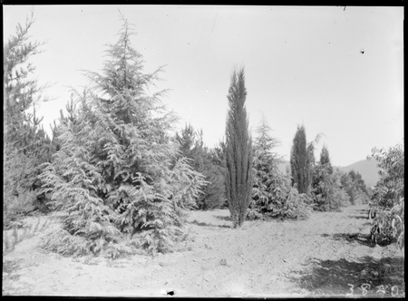 Large trees at Yarralumla Nursery.