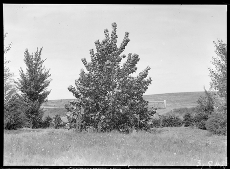 Specimen tree at Yarralumla nursery.