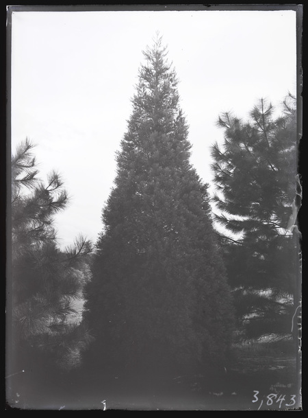 Californian Redwood tree at Yarralumla Nursery.