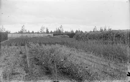 Yarralumla Nursery production areas