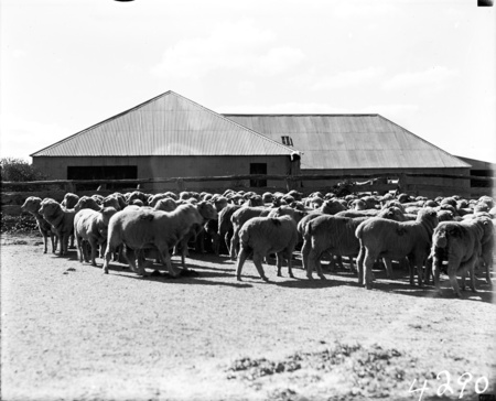 Sheep at shearing shed.