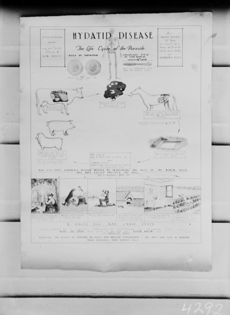 Posters relating to prevention and control of hydatid disease.