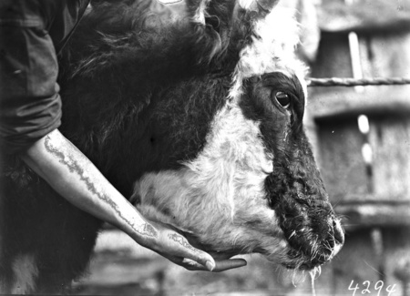Afflicted cow under treatment for hydatid.