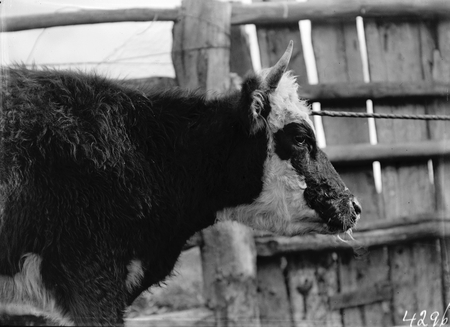 Cow afflicted with hydatid.