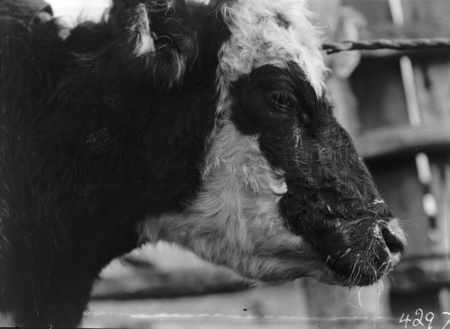 Cow afflicted with hydatid.