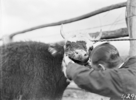 Cow afflicted with hydatid under examination.