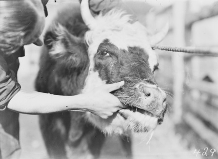 Cow afflicted with hydatid being examined.