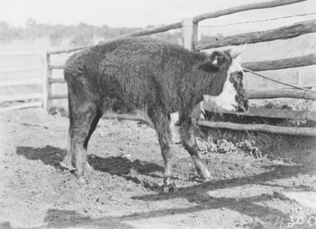 Cow afflicted with hydatid.