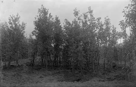 Yarralumla Nursery production areas