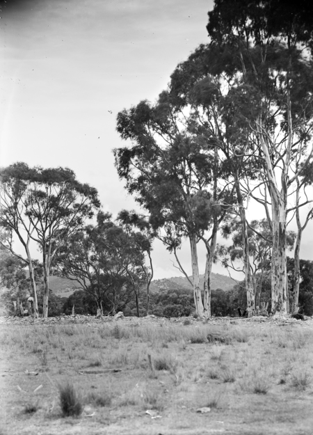 A fine stand of gum trees.