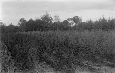 Yarralumla Nursery production areas