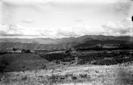 Plantation on Mount Stromlo