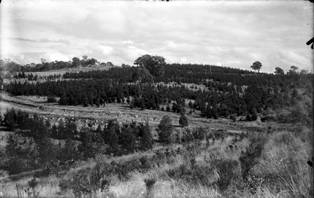 Pine Plantation