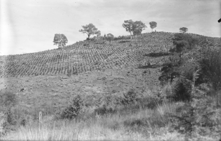 Plantation, Pinus Radiata.