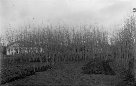 Yarralumla Nursery production areas