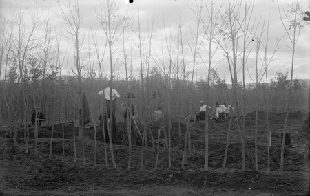 Yarralumla Nursery