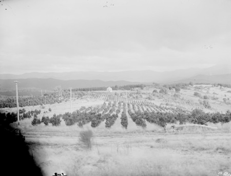 Mount Stromlo. Pinus Radiata plantation looking towards the Murrumbidgee River.