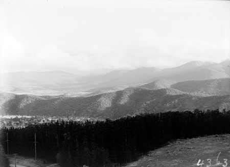 Pine plantations.