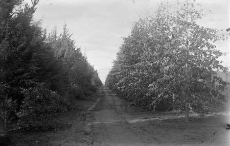 Yarralumla Nursery