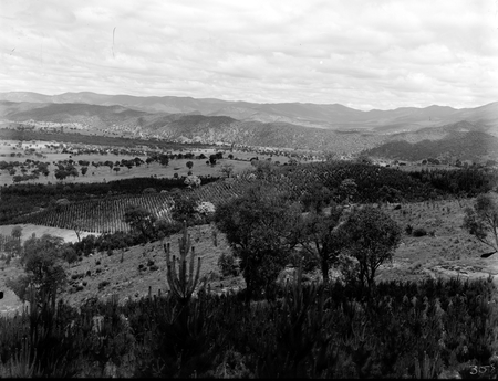 Plantation of pinus radiata pines at Mount Stromlo.